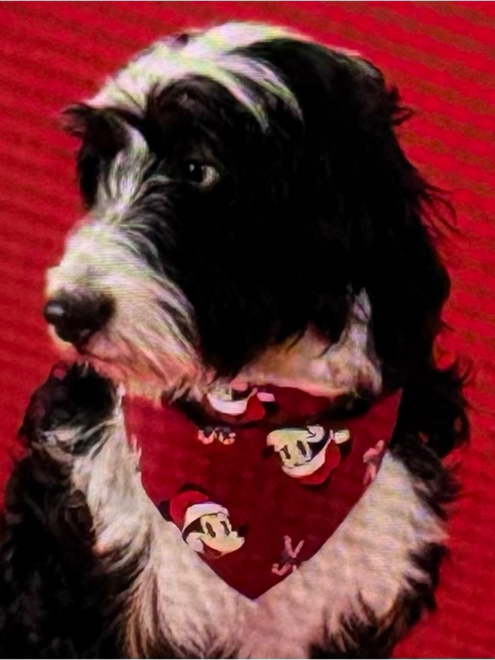NWT Disney for Hannah Andersen Mickey Mouse Holiday Flannel Pet Bandana Sz L/XL